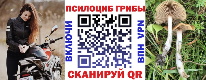 Галлюциногенные грибы Psilocybe  Электрогорск 
